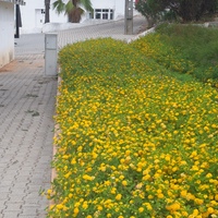 Park in Alcantarilha